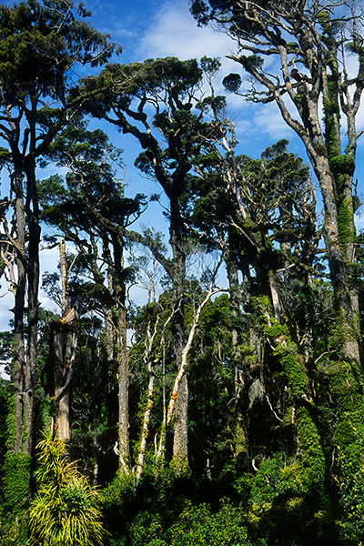 West Coast, South Island, New Zealand