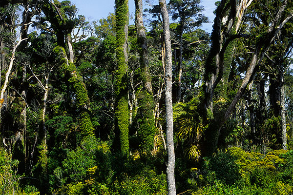 West Coast, South Island, New Zealand