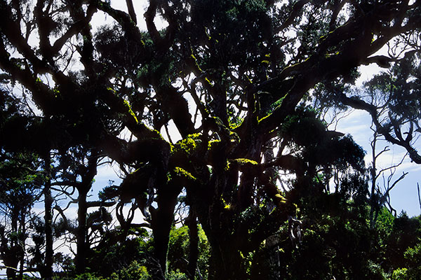 West Coast, South Island, New Zealand