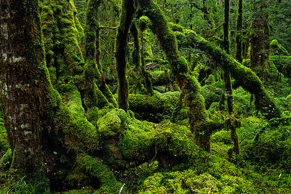 Fiordland National Park, New Zealand