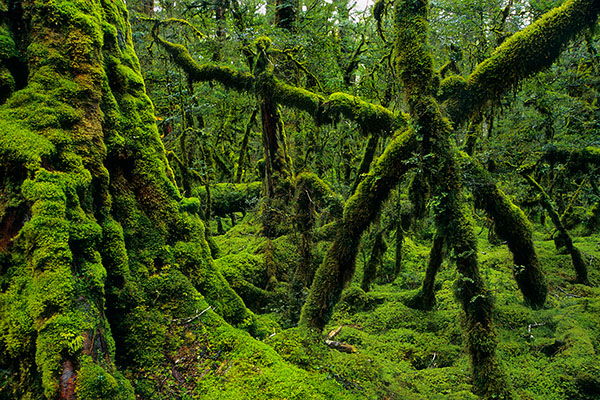 Fiordland National Park, New Zealand
