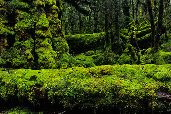 Fiordland National Park, New Zealand