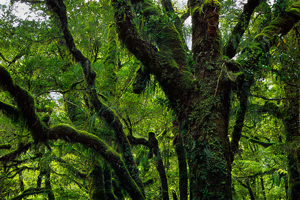 Fiordland National Park, New Zealand