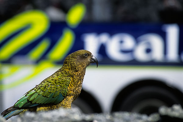 Nestor Kea in Fiordland National Park, New Zealand